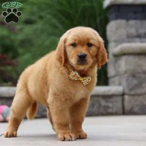 Lucas, Golden Retriever Puppy